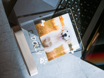 Night Light with Dog Photo
